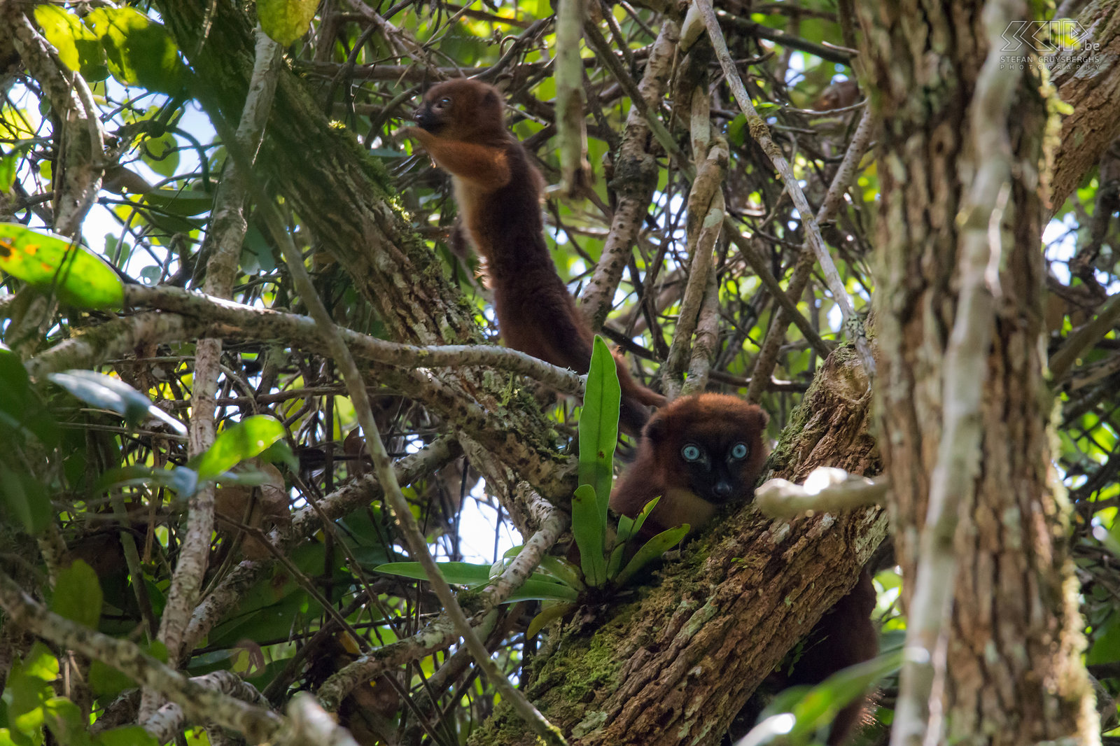 Mantadia - Red-bellied lemurs Adult and juvenile red-bellied lemurs (Eulemur rubriventer) in Mantadia. The red-bellied lemur is a medium sized lemur with chestnut brown coat that is endemic to the eastern Madagascan rainforests. Stefan Cruysberghs